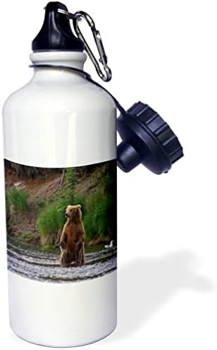 3dRose USA Alaszkai Katmai. Grizzly Medve Álló helyzetben a Víz. - Vizes Palack (wb-367303-1)